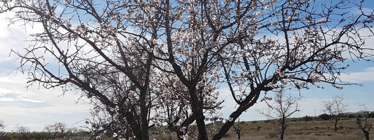 alhama-de-murcia-12