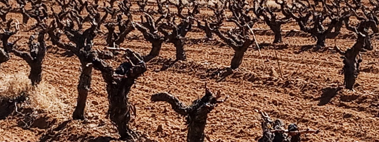 aranda-de-duero-9