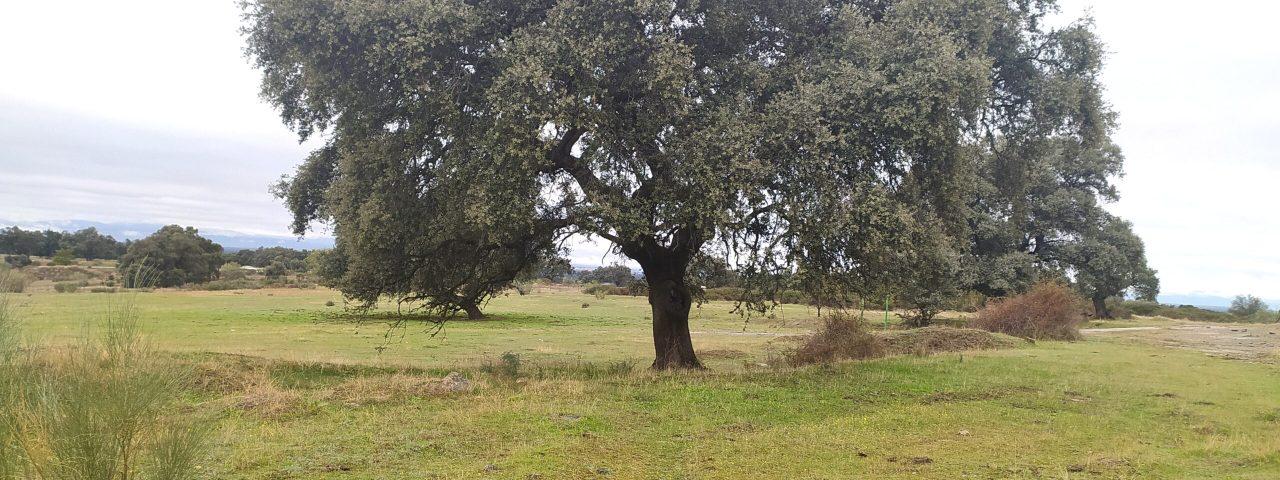 navalmoral-de-la-mata-8