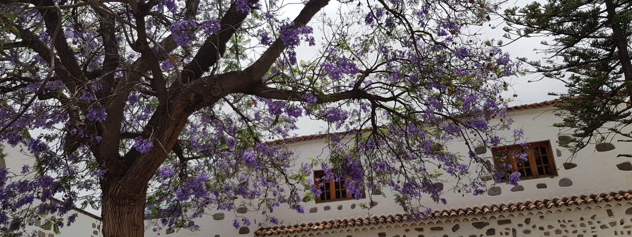 valsequillo-de-gran-canaria-3