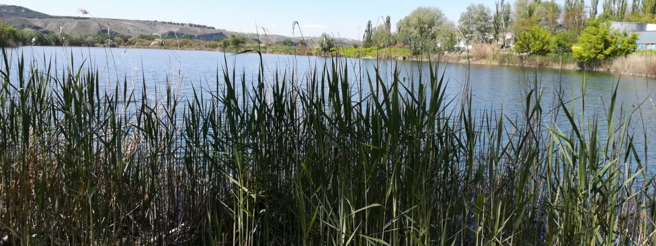 velilla-de-san-antonio-4